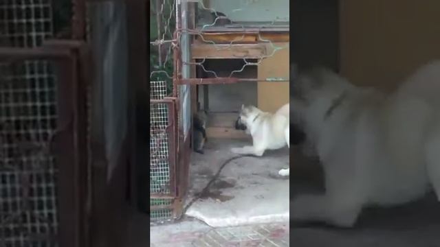 Кот боксер 😂 прикол. Животные.