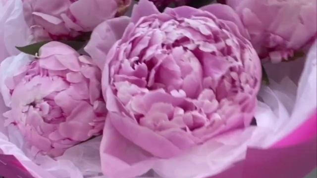 Букет из пяти пионов «Сара Бернар»