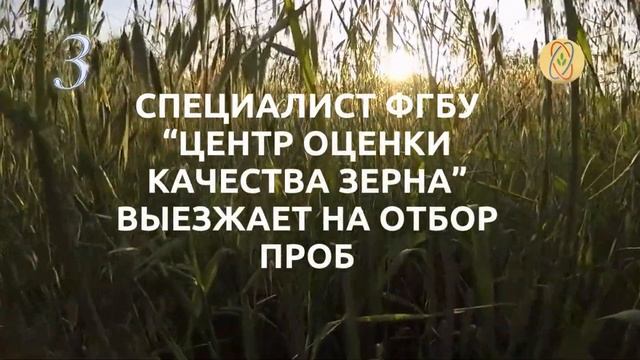 Госмониторинг зерна пшеницы 2024
