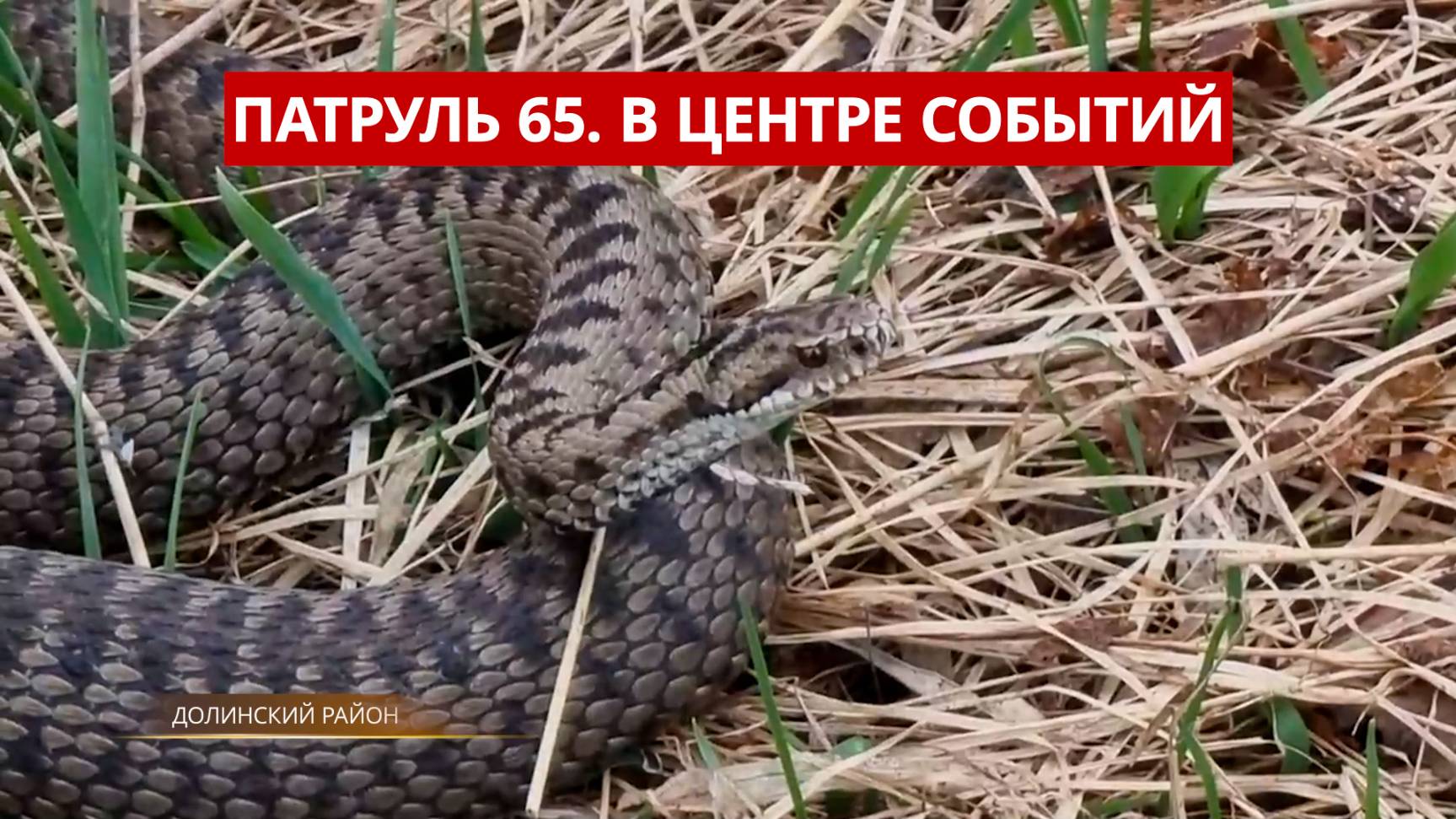 ПАТРУЛЬ 65. Прорыв дамбы, ядовитые змеи и умышленный наезд. Происшествия на Сахалине 21.05.25