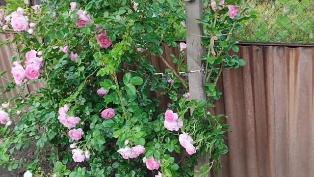Роза плетистая обильно цветущая#розы#розарій#роза#nature