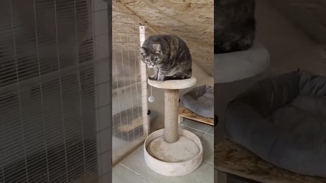 Кошка Грейс ищет дом