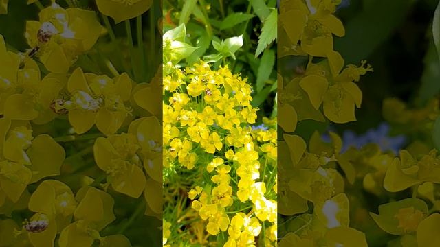 22-05-2025 22 мая утренняя солнечная прогулка...