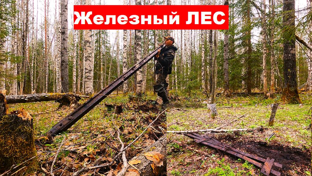 Это просто ЖЕЛЕЗНЫЙ ЛЕС! Нашел в лесу остатки железной дороги. #тайга #металокоп #металоискатель