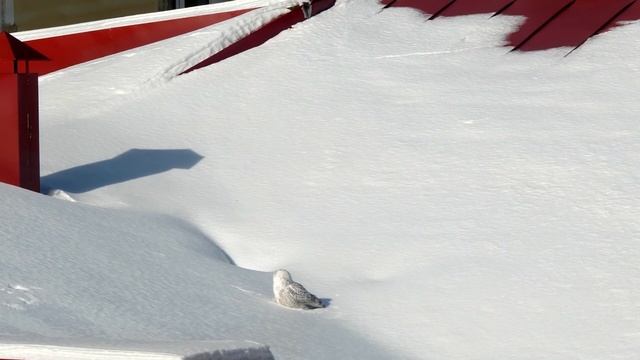 Белая (полярная) сова