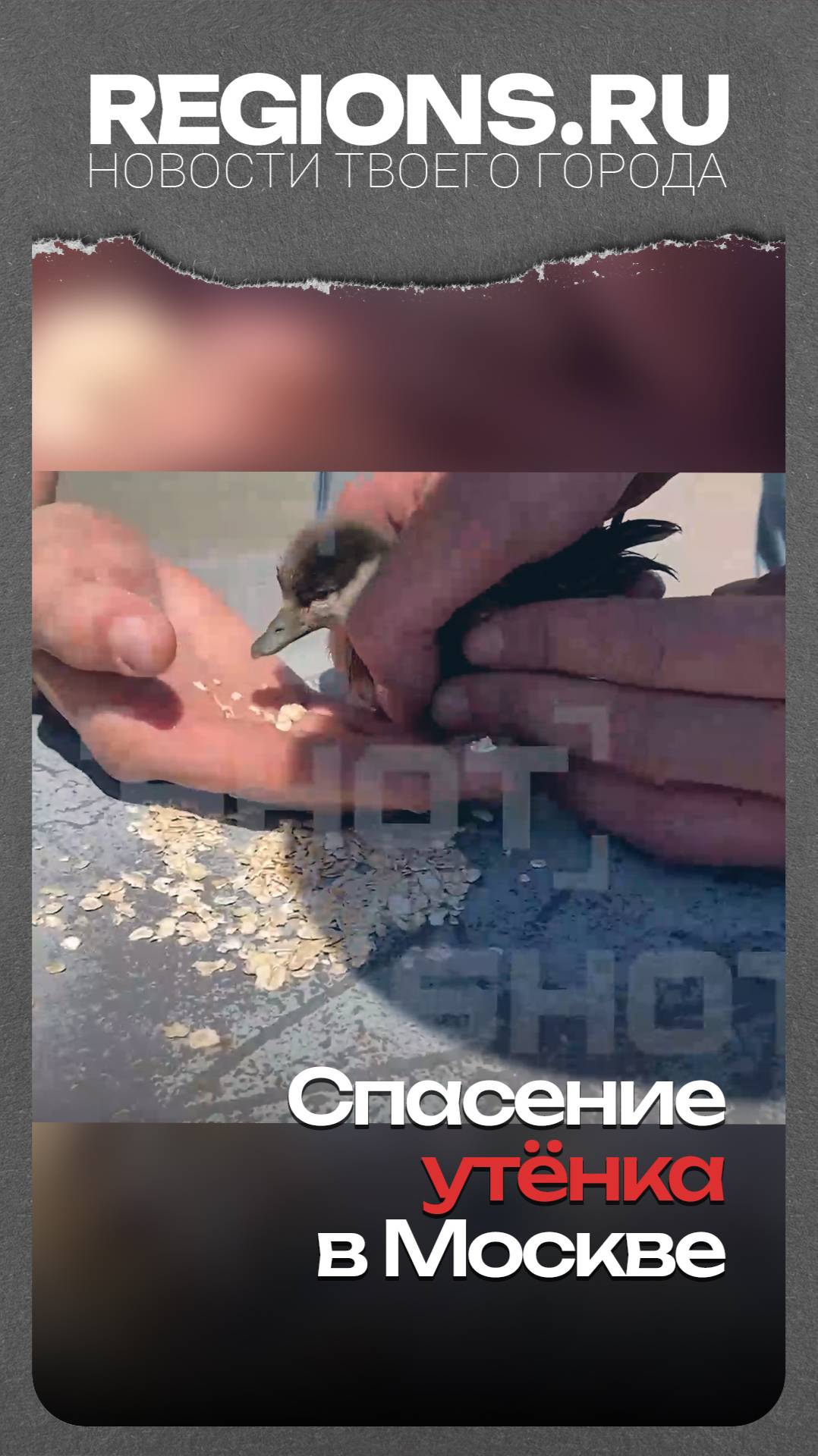 Спасение утёнка в Москве