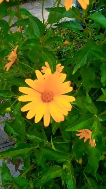 💛,,Гелиопсис,,💛- многолетники,🍃#nature  клумбы#Сад💚.