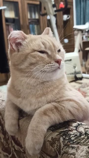 Мурка считает себя главной в нашей семье 😊