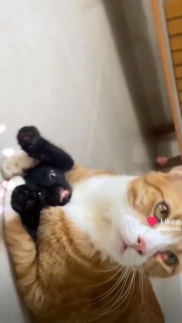 💙Пушистики🐈