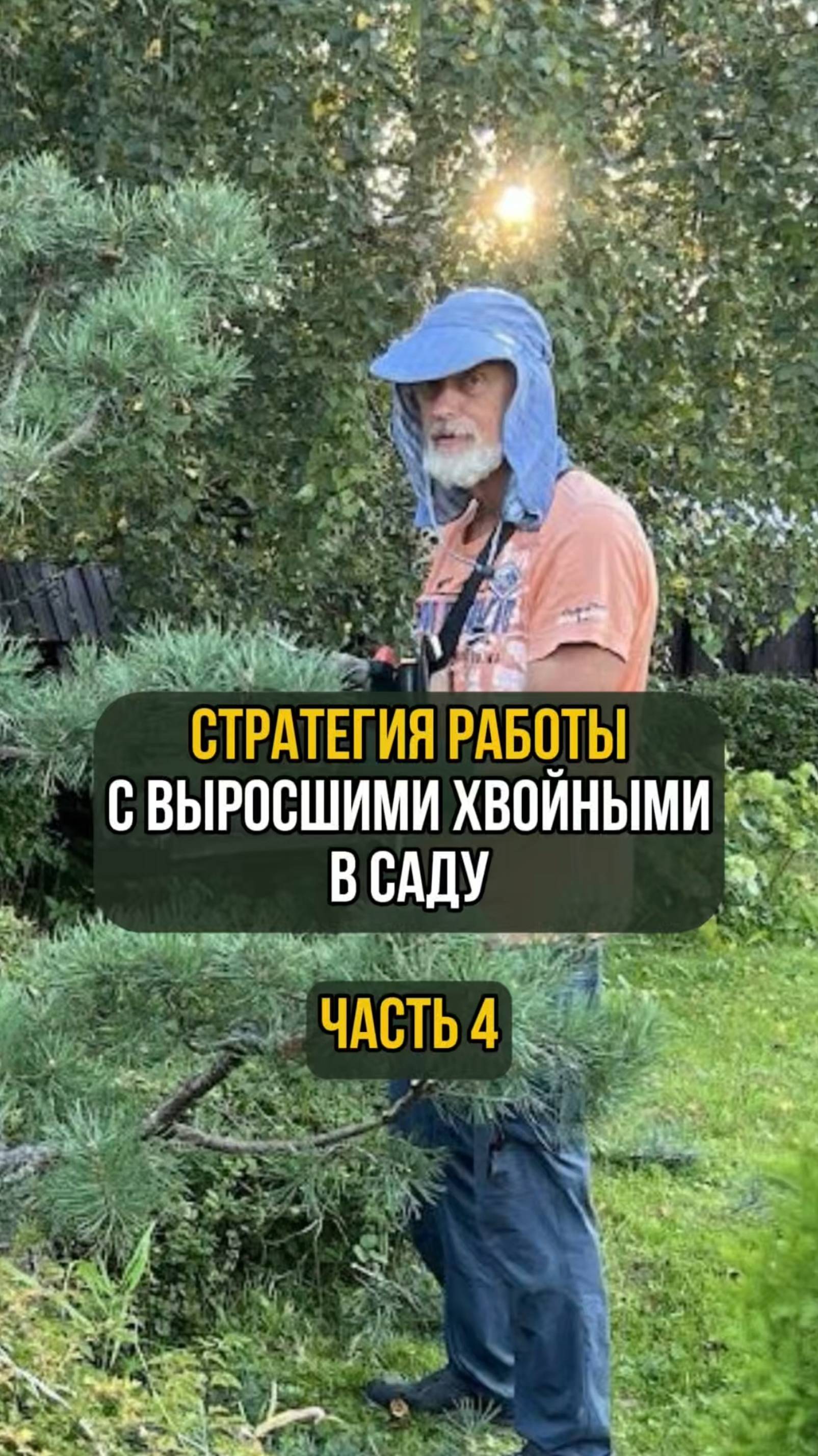 Стратегия работы с выросшими хвойными в саду. Часть 4