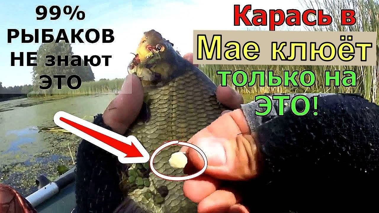 🐟 СЕКРЕТНАЯ НАСАДКА НА КАРАСЯ – КЛЁВ БУДЕТ БЕШЕНЫЙ!