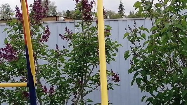 Тепличные работы продолжаются, круассаны с малиновым джемом на ужин 😊