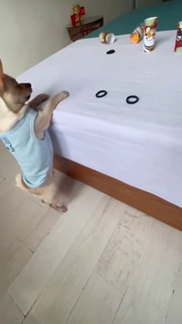 _snaiper_yapfiles.ru