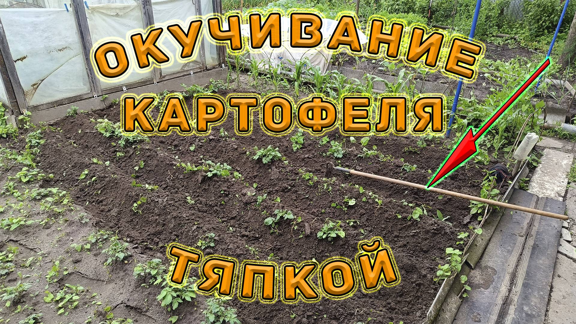 Окучивание картошки. Когда и как окучивать картофель тяпкой, (мотыгой), инструкция для дачников!