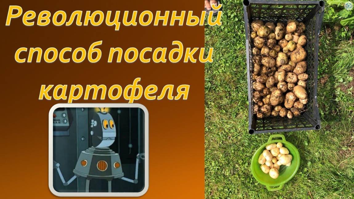 Дачникам на заметку! Революционный способ выращивания картофеля в траве без копки