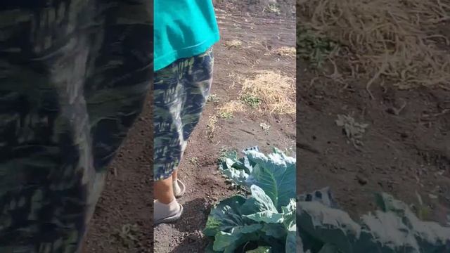 Дневник Агронома 6 Часть 2 Cпасли капусту от заморозков