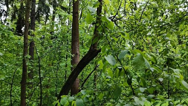 Дождь в весеннем лесу