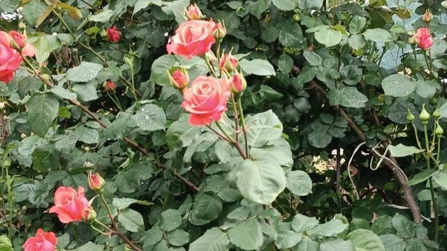 Розы цветут.Динская. 21.05.25.