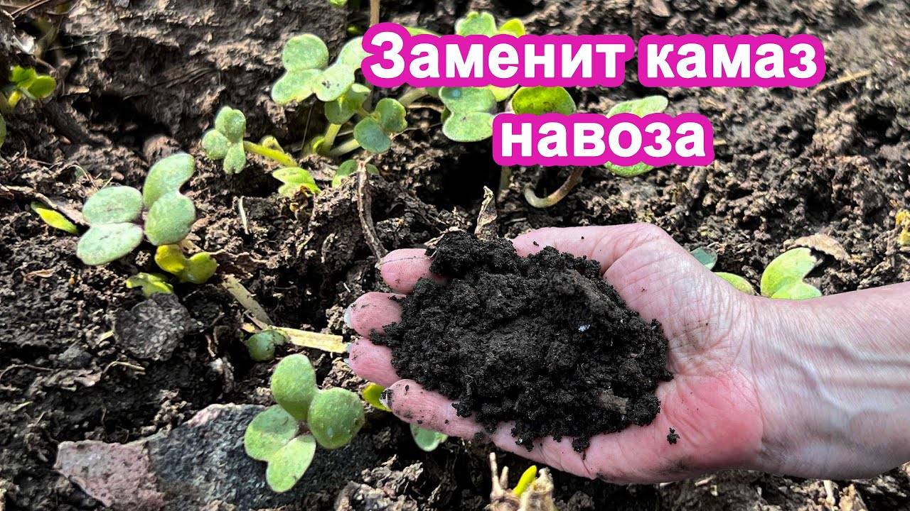 Забудьте про навоз. После этого земля будет мягкой как пух. Внесите по весне.
