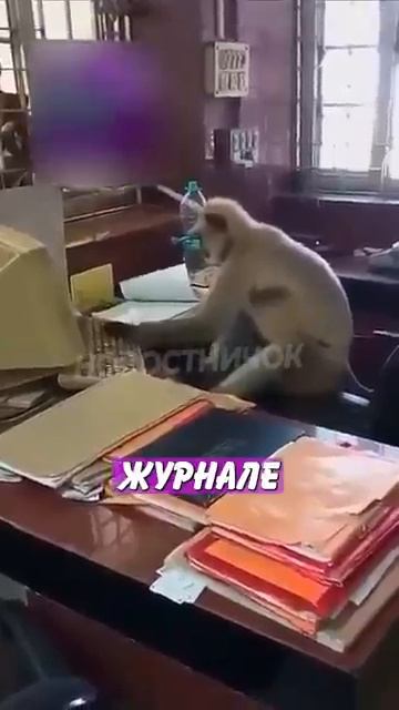 Новостничок (392)