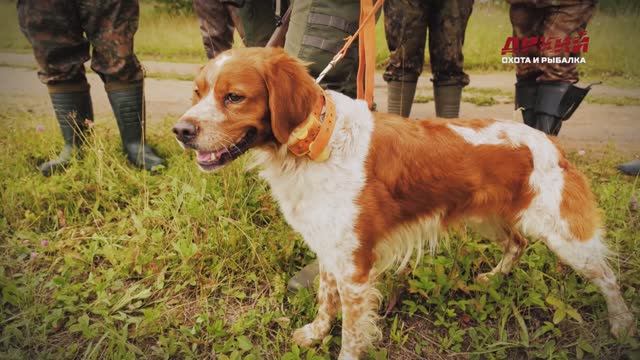 Собака на охоте. Охота с легавыми