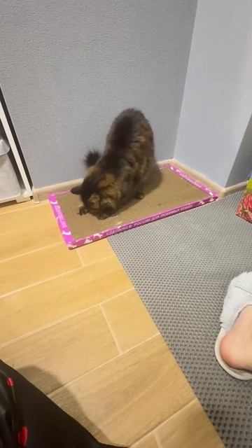 Отличная когтеточка! Коту очень нравится!❤️