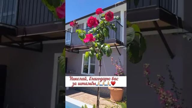 Отзыв о штамбовых розах с Республики Абхазии