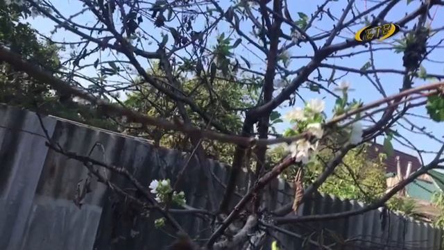 В сентябре цветет черешня