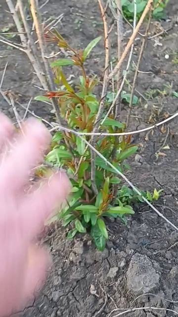 саженцы инжир и гранат после зимы