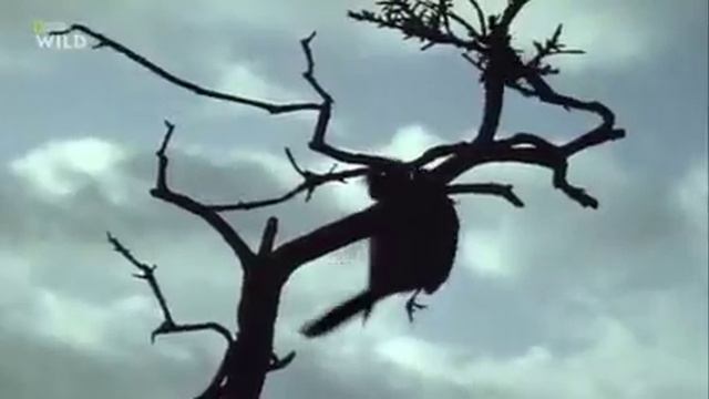 ЭТА ПТИЦА САЖАЕТ СВОИХ ЖЕРТВ НА КОЛ! Сорокопут