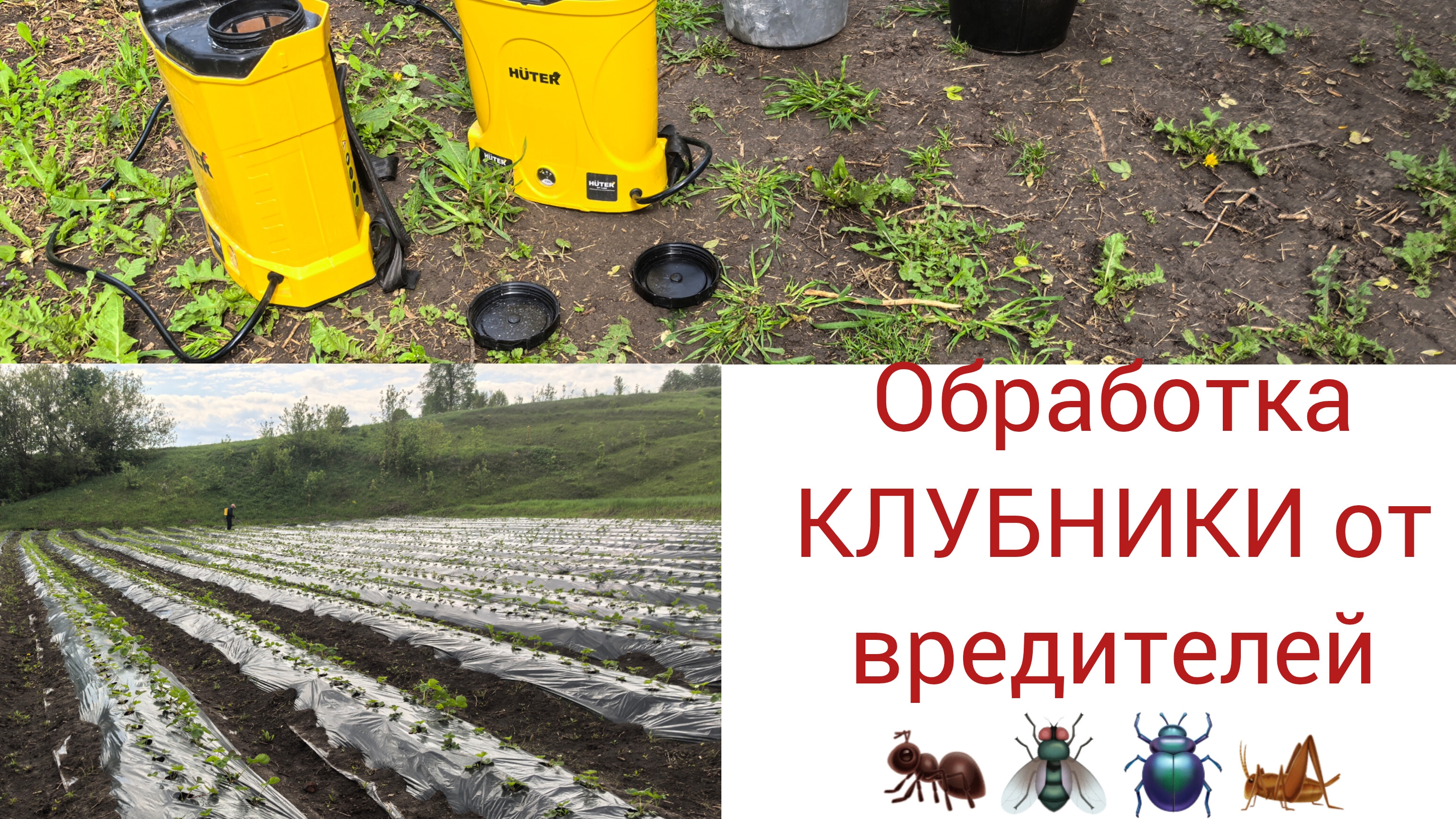 Обработка клубники от вредителей