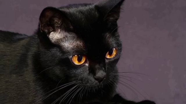 Чёрный цвет кошек: Кому они подходят.