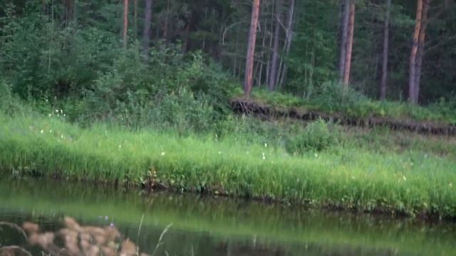 В этой реке полно щуки! Щука на спиннинг