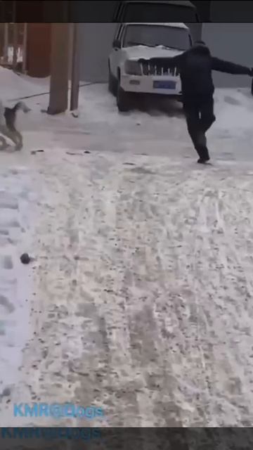 Зимний выгул полон приключений, никогда не знаешь куда унесесет😂 ( видео про собак )