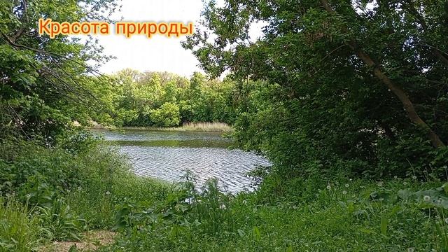 красота