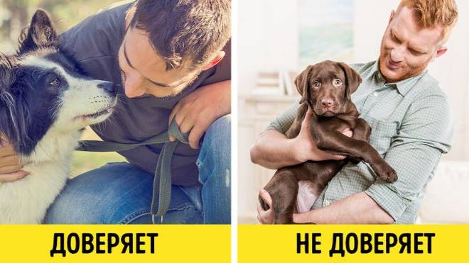 Только Собаки, которые Вам полностью ДОВЕРЯЮТ, ведут себя ТАК
