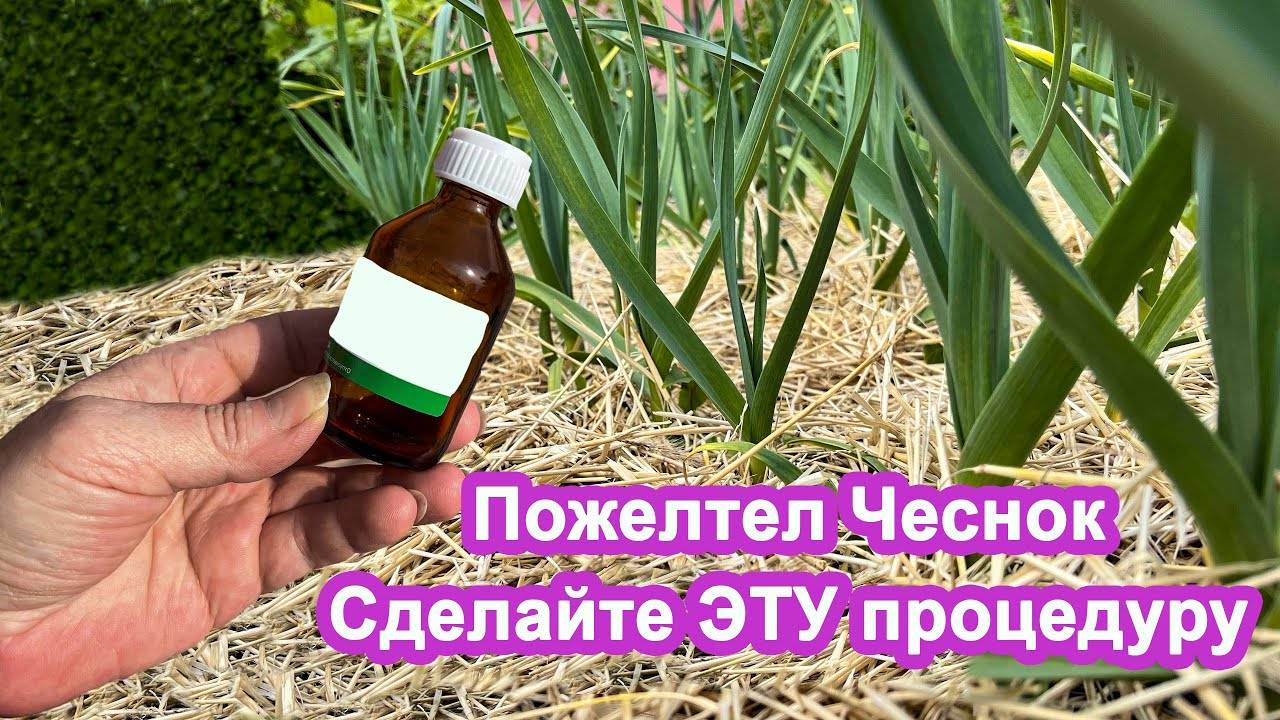 Пожелтел Чеснок, За 5 дней вернем зеленый цвет без Химии. Боремся с пожелтением чеснока.