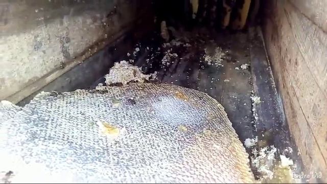 В колоде мёда нет 😅.mp4