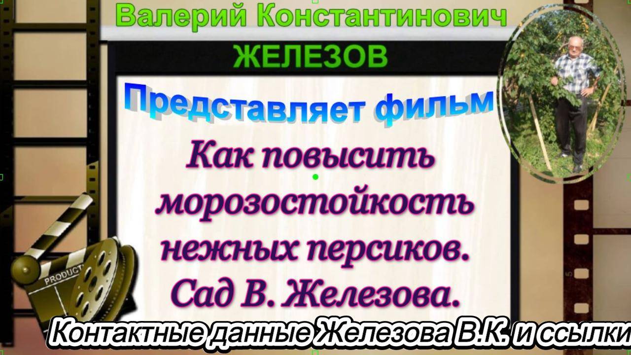 Как повысить морозостойкость нежных персиков. Сад В. Железова.