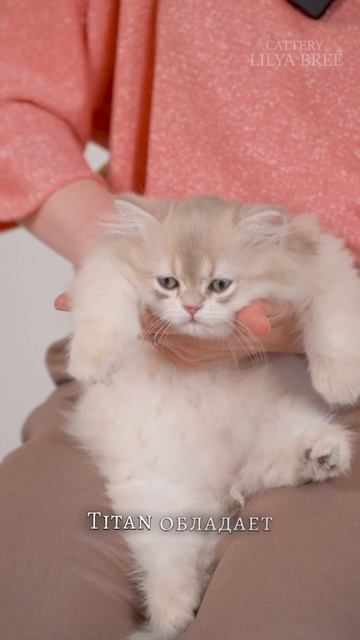 БРИТАНСКИЙ ДЛИННОШЕРСТНЫЙ КОТЕНОК «ГОЛУБОЕ ЗОЛОТО»