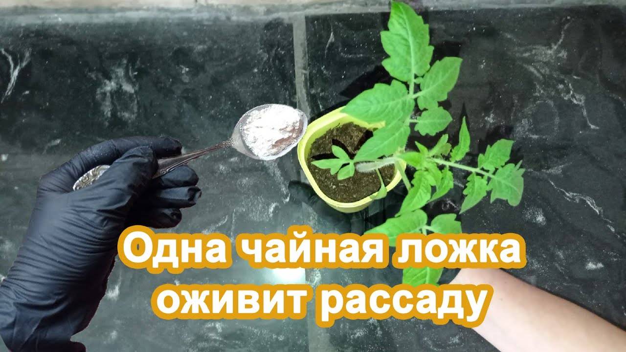 Самая важная подкормка рассады Перцев и Томатов в апреле. Вносим по 1 ч.л. под кустики.