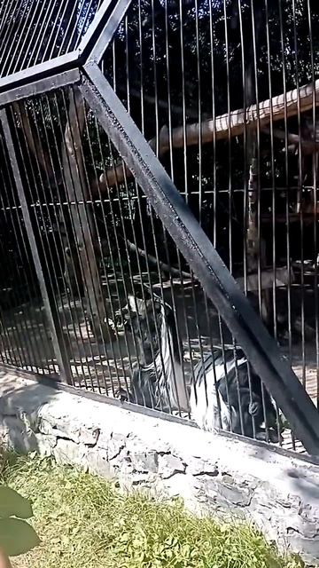 Колобусы,  Новосибирский зоопарк #новосибирск
