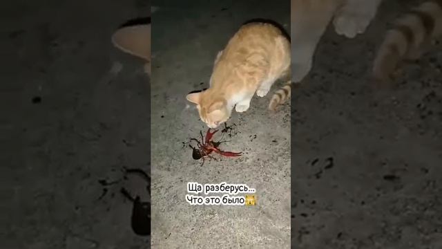 Приколюхи с 😼🙀