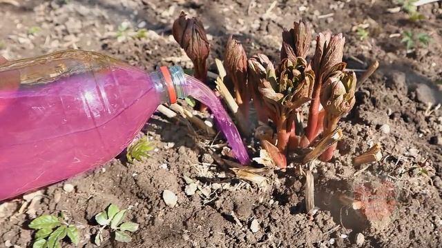 Пионы будут цвести пышными шапками если подкормить этим в апреле после схода снега!