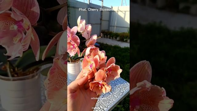 Орхидея Phal. Cherry Blossom