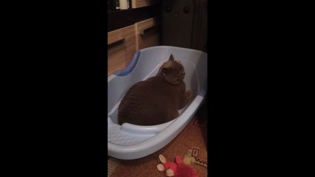 Городская жизнь Котика по имени Каспер.03.10.2024.