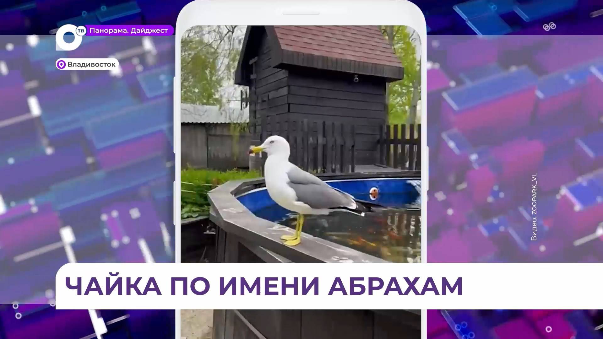 Чайка вернулась к своим спасителям во Владивостоке