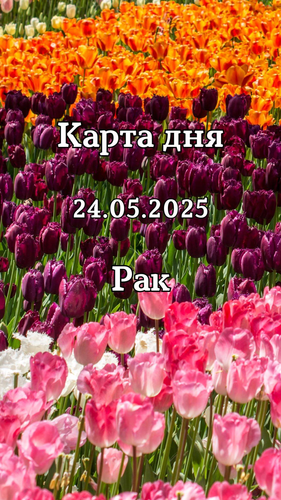 ✨Карта дня 24.05.2025 Рак
