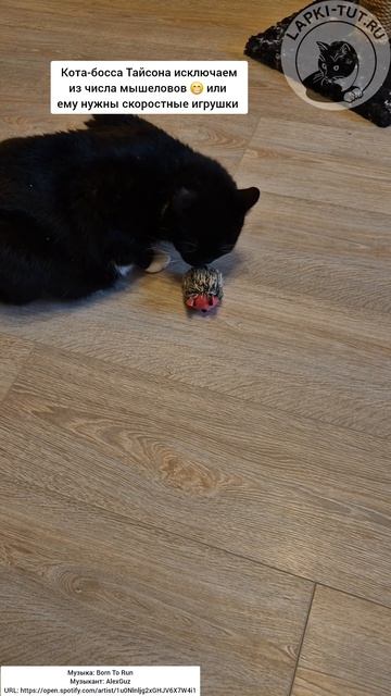 обзор игрушки для кошек