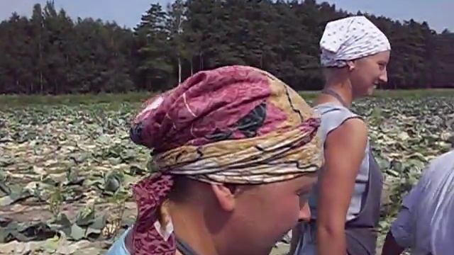 Капусту убирают на "Востоке"